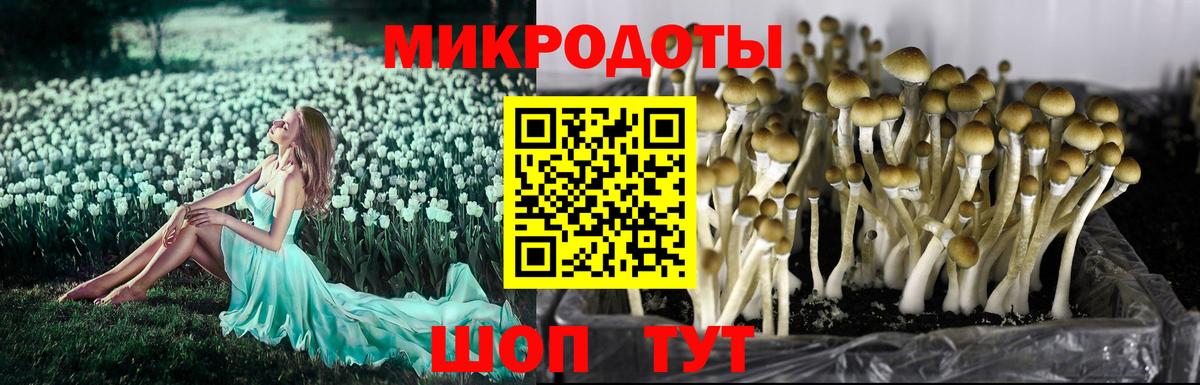 Галлюциногенные грибы Psilocybe  Вход с VPN  Нижнекамск 