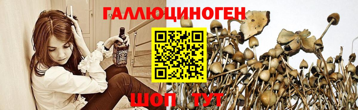 Псилоцибиновые грибы Psilocybine cubensis Нижнекамск